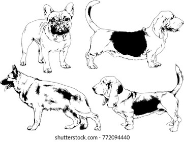 vector drawings sketches pedigree dogs in the racks drawn in ink by hand , objects with no background, the symbol of the new year