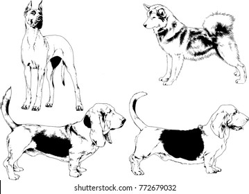 vector drawings sketches pedigree dogs in the racks drawn in ink by hand , objects with no background