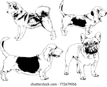 vector drawings sketches pedigree dogs in the racks drawn in ink by hand , objects with no background