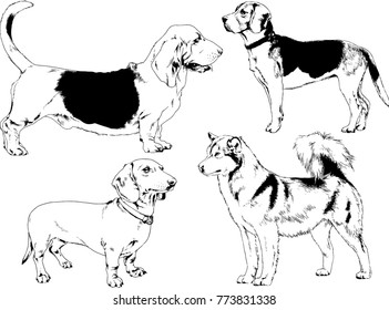vector drawings sketches pedigree dogs in the racks drawn in ink by hand , objects with no background