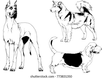 vector drawings sketches pedigree dogs in the racks drawn in ink by hand , objects with no background