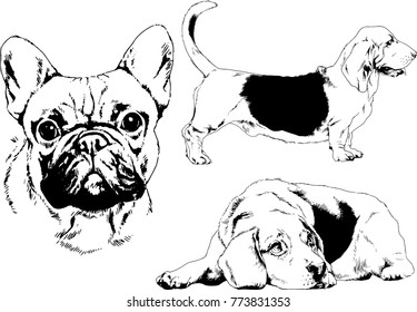 vector drawings sketches pedigree dogs in the racks drawn in ink by hand , objects with no background