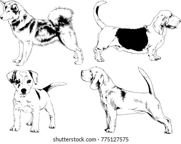 vector drawings sketches pedigree dogs in the racks drawn in ink by hand , objects with no background