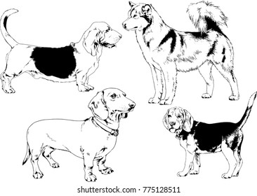 vector drawings sketches pedigree dogs in the racks drawn in ink by hand , objects with no background