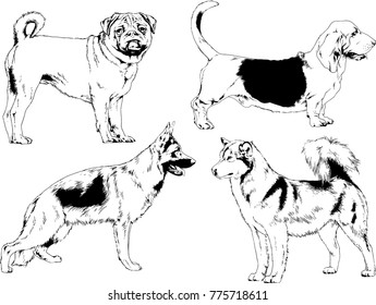 vector drawings sketches pedigree dogs in the racks drawn in ink by hand , objects with no background