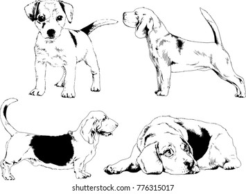 vector drawings sketches pedigree dogs in the racks drawn in ink by hand , objects with no background