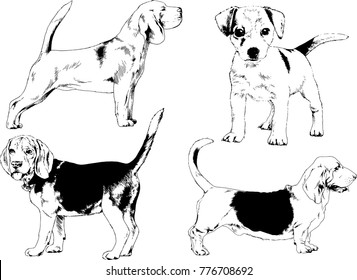 vector drawings sketches pedigree dogs in the racks drawn in ink by hand , objects with no background