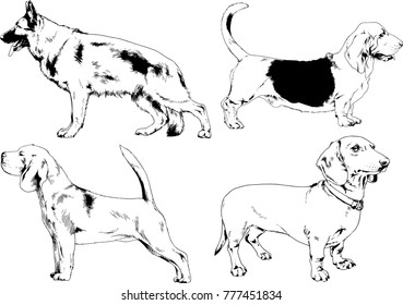 vector drawings sketches pedigree dogs in the racks drawn in ink by hand , objects with no background