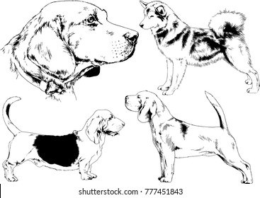vector drawings sketches pedigree dogs in the racks drawn in ink by hand , objects with no background