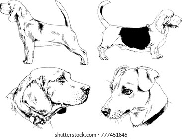 vector drawings sketches pedigree dogs in the racks drawn in ink by hand , objects with no background