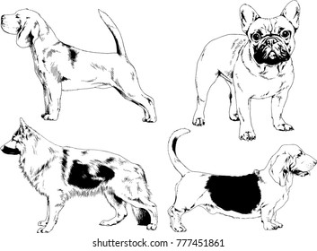 vector drawings sketches pedigree dogs in the racks drawn in ink by hand , objects with no background