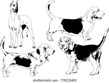 vector drawings sketches pedigree dogs in the racks drawn in ink by hand , objects with no background