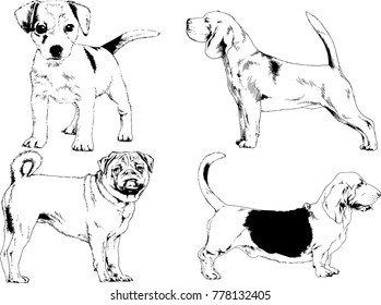 vector drawings sketches pedigree dogs in the racks drawn in ink by hand , objects with no background