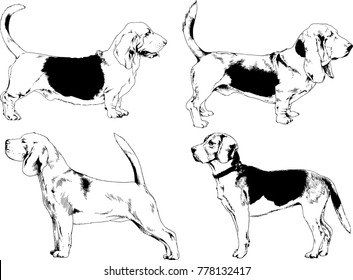 vector drawings sketches pedigree dogs in the racks drawn in ink by hand , objects with no background