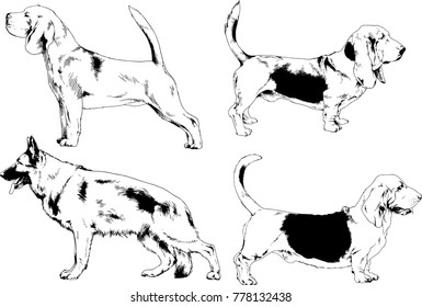 vector drawings sketches pedigree dogs in the racks drawn in ink by hand , objects with no background
