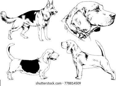 vector drawings sketches pedigree dogs in the racks drawn in ink by hand , objects with no background