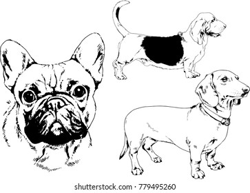 vector drawings sketches pedigree dogs in the racks drawn in ink by hand , objects with no background