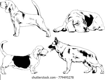 vector drawings sketches pedigree dogs in the racks drawn in ink by hand , objects with no background
