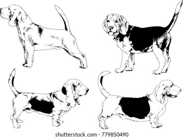 vector drawings sketches pedigree dogs in the racks drawn in ink by hand , objects with no background