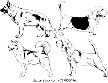 vector drawings sketches pedigree dogs in the racks drawn in ink by hand , objects with no background