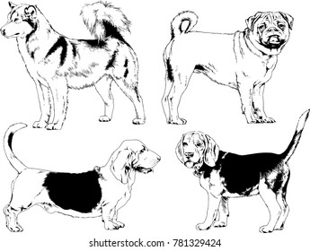 vector drawings sketches pedigree dogs in the racks drawn in ink by hand , objects with no background