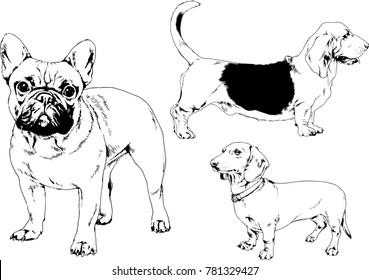 vector drawings sketches pedigree dogs in the racks drawn in ink by hand , objects with no background