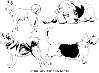 vector drawings sketches pedigree dogs in the racks drawn in ink by hand , objects with no background