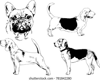 vector drawings sketches pedigree dogs in the racks drawn in ink by hand , objects with no background
