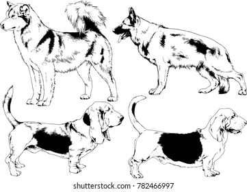 vector drawings sketches pedigree dogs in the racks drawn in ink by hand , objects with no background