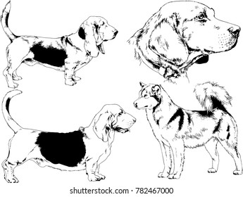 vector drawings sketches pedigree dogs in the racks drawn in ink by hand , objects with no background