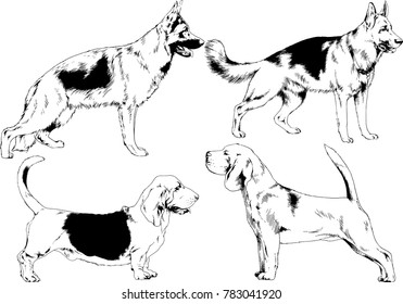 vector drawings sketches pedigree dogs in the racks drawn in ink by hand , objects with no background