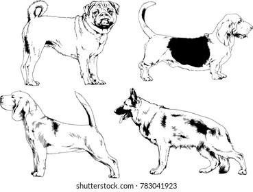 vector drawings sketches pedigree dogs in the racks drawn in ink by hand , objects with no background
