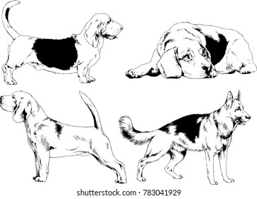 vector drawings sketches pedigree dogs in the racks drawn in ink by hand , objects with no background
