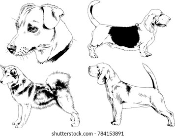 vector drawings sketches pedigree dogs in the racks drawn in ink by hand , objects with no background