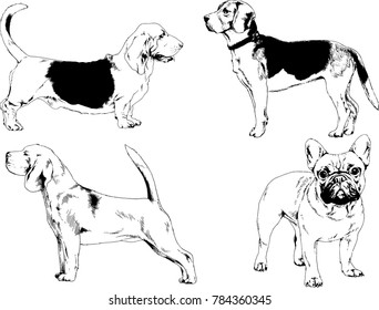 vector drawings sketches pedigree dogs in the racks drawn in ink by hand , objects with no background