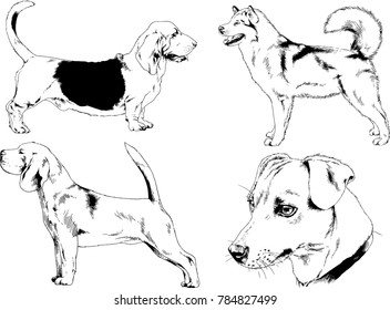 vector drawings sketches pedigree dogs in the racks drawn in ink by hand , objects with no background