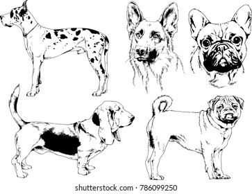 vector drawings sketches pedigree dogs in the racks drawn in ink by hand , objects with no background