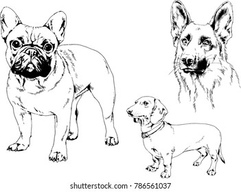 vector drawings sketches pedigree dogs in the racks drawn in ink by hand , objects with no background