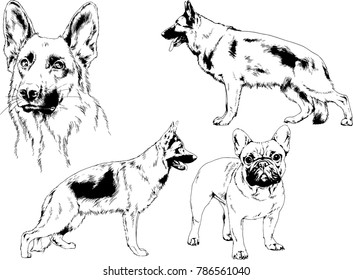 vector drawings sketches pedigree dogs in the racks drawn in ink by hand , objects with no background