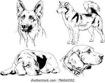 vector drawings sketches pedigree dogs in the racks drawn in ink by hand , objects with no background