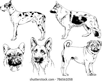 vector drawings sketches pedigree dogs in the racks drawn in ink by hand , objects with no background