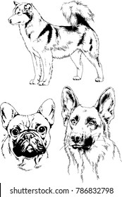 vector drawings sketches pedigree dogs in the racks drawn in ink by hand , objects with no background