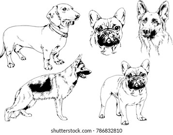 vector drawings sketches pedigree dogs in the racks drawn in ink by hand , objects with no background