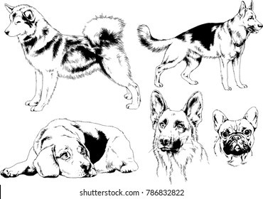 vector drawings sketches pedigree dogs in the racks drawn in ink by hand , objects with no background