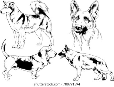 vector drawings sketches pedigree dogs in the racks drawn in ink by hand , objects with no background