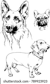 vector drawings sketches pedigree dogs in the racks drawn in ink by hand , objects with no background