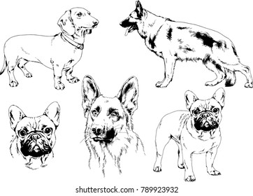 vector drawings sketches pedigree dogs in the racks drawn in ink by hand , objects with no background