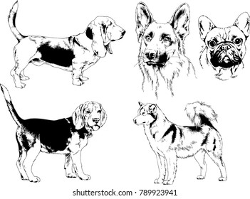 vector drawings sketches pedigree dogs in the racks drawn in ink by hand , objects with no background