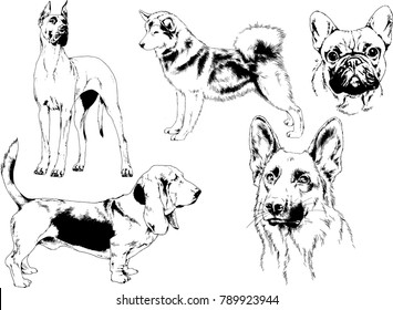 vector drawings sketches pedigree dogs in the racks drawn in ink by hand , objects with no background