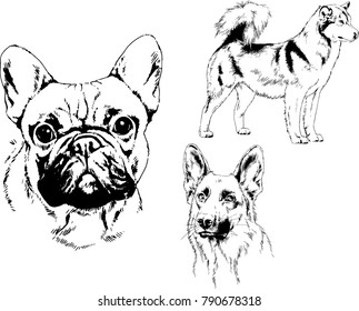 vector drawings sketches pedigree dogs in the racks drawn in ink by hand , objects with no background